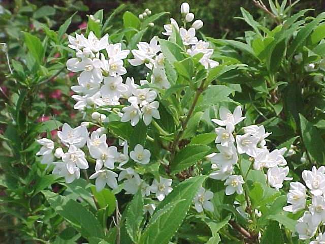 http://www.mobot.org/gardeninghelp/images/low/V560-0901020.jpg