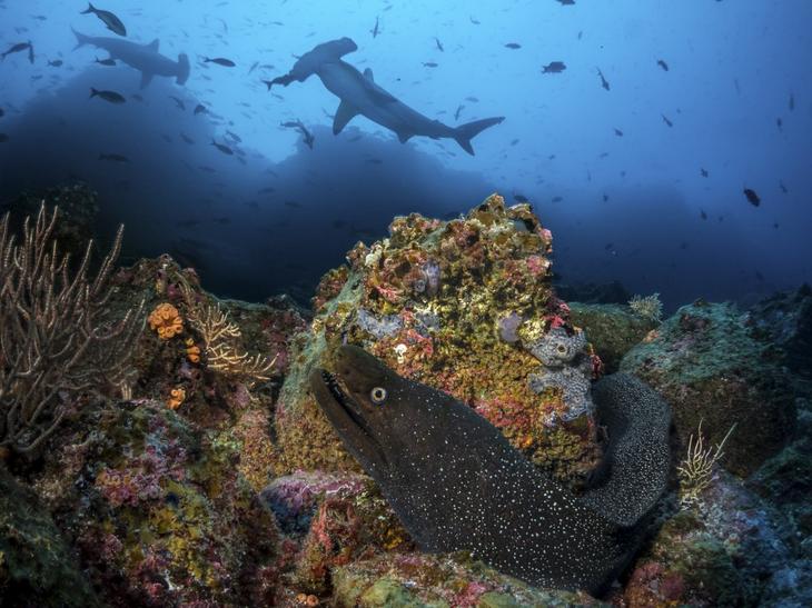 Дивный подводный мир в снимках призеров фотоконкурса Ocean Art 2018 Интересное