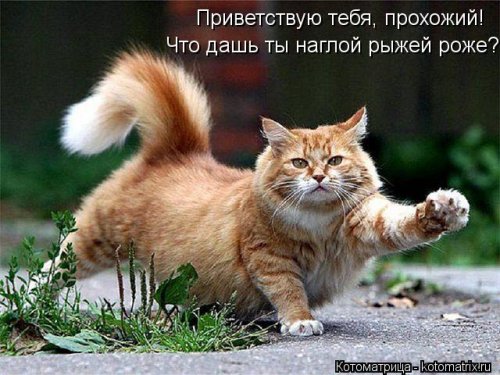 Лучшая котоматрица недели (16 фото)