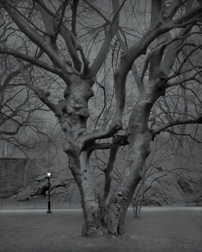 5 A.m., European Beech Tree, 2017