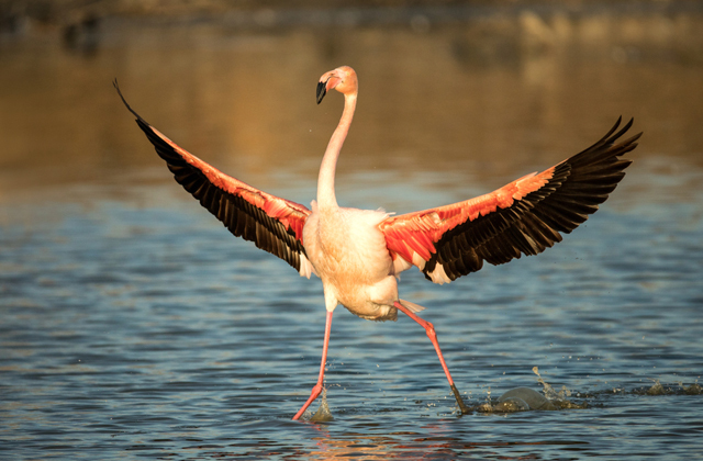 Как птицы ходят по воде? 