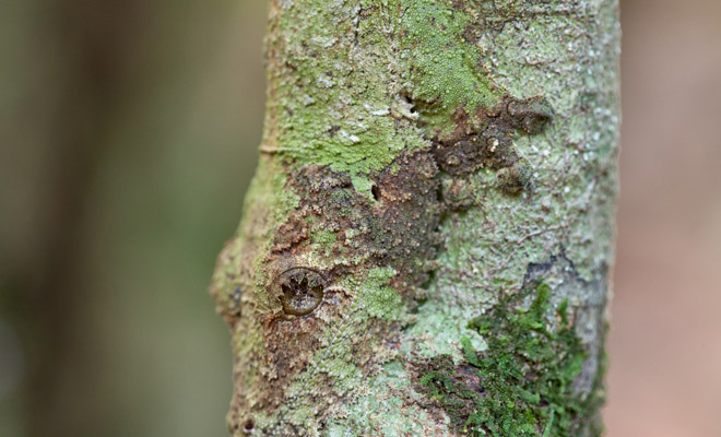 Натуралист сделал фото ящерицы и попросил определить вид. Большинство людей ее не увидели