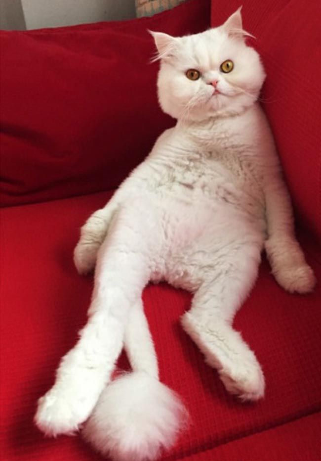 Вопросы, которые все хозяева время от времени задают своим кошкам Вопросы, которые все хозяева время от времени задают своим кошкам