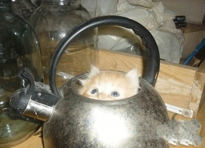 15 мест, где вы никак не ожидали увидеть кота 15 мест, где вы никак не ожидали увидеть кота дом