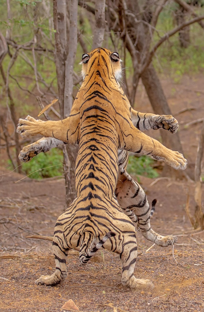 Борьба бенгальских тигров, Раджастхан, Индия