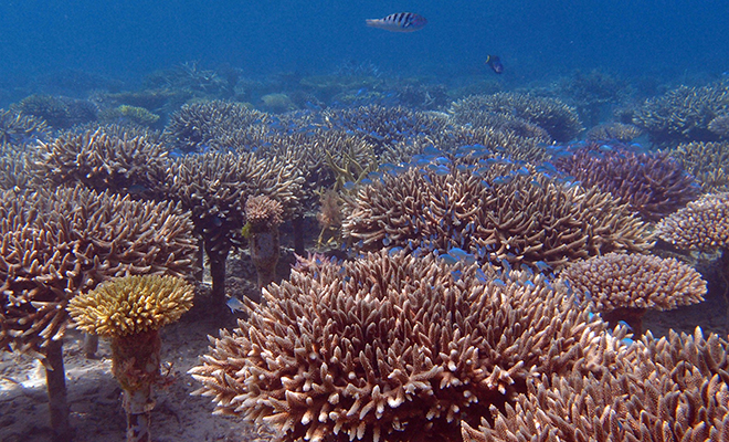 Дайвер спустился под воду и увидел по собой настоящий коралловый лес из деревьев. Видео коралловых, кораллы, фотограф, исчезать, стали, Окинавы, рифовые, выглядел, помочьВ, решили, системы, Подводный, году Тогда, появилась, рифов, созданию, инициатива, выяснилось, позднее, такСегодня