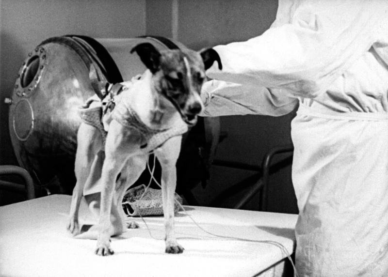 Полет и гибель собаки Лайки: вопросы и ответы «Спутник-2», день в истории, космос, собака Лайка
