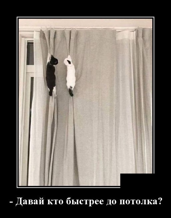 Демотиваторы 