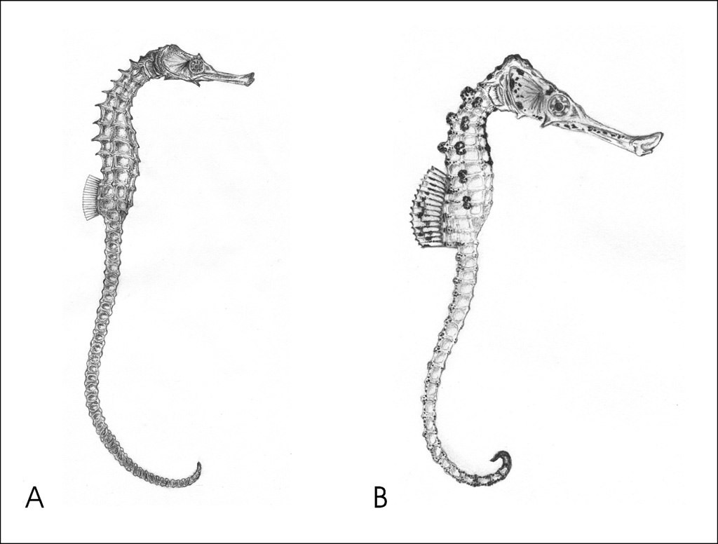 Реконструкция миоценовых морских коньков: A. Hippocampus sarmaticus sp. nov. (самка). B. Hippocampus slovenicus sp. nov. (самка).