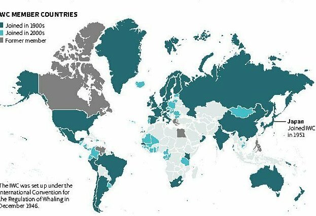 Японцы вновь начинают охоту на китов ynews, китобои, китобойный промысел, киты, международная китобойная комиссия, новости, охрана китов, япония