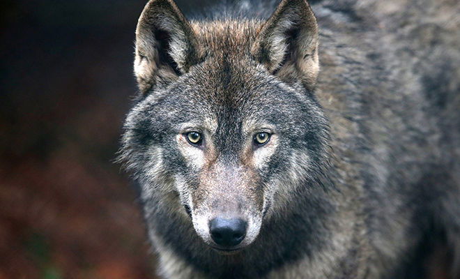 Ученые установили камеру на лесного волка и посмотрели как проходит его день. Видео