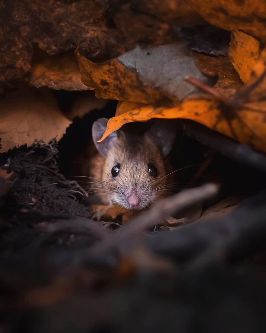 Финская природа в объективе финского фотографа Финская природа в объективе финского фотографа