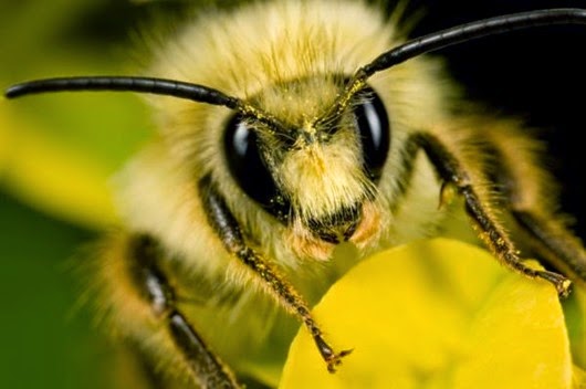 bee bee