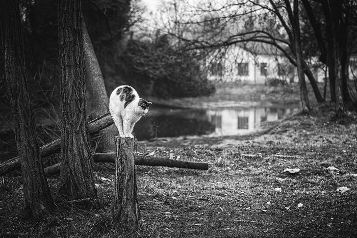 Кошки, которые сидят в неудобных местах: фотопроект Sabrina Boem Уютная подборка любимых питомцев