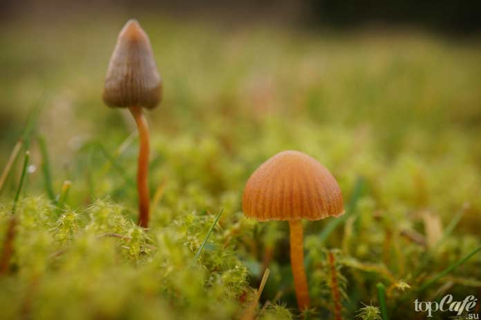На фото: Psilocybe semilanceata (слева)