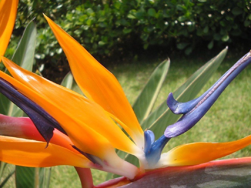 Amazonas29 Большое фотопутешествие по лесам Амазонки