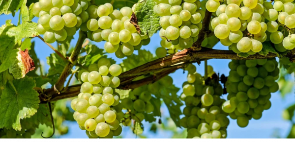 В Крыму начался сбор винограда 