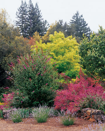 wild-garden-inspiration-flowers3.jpg wild-garden-inspiration-flowers3.jpg