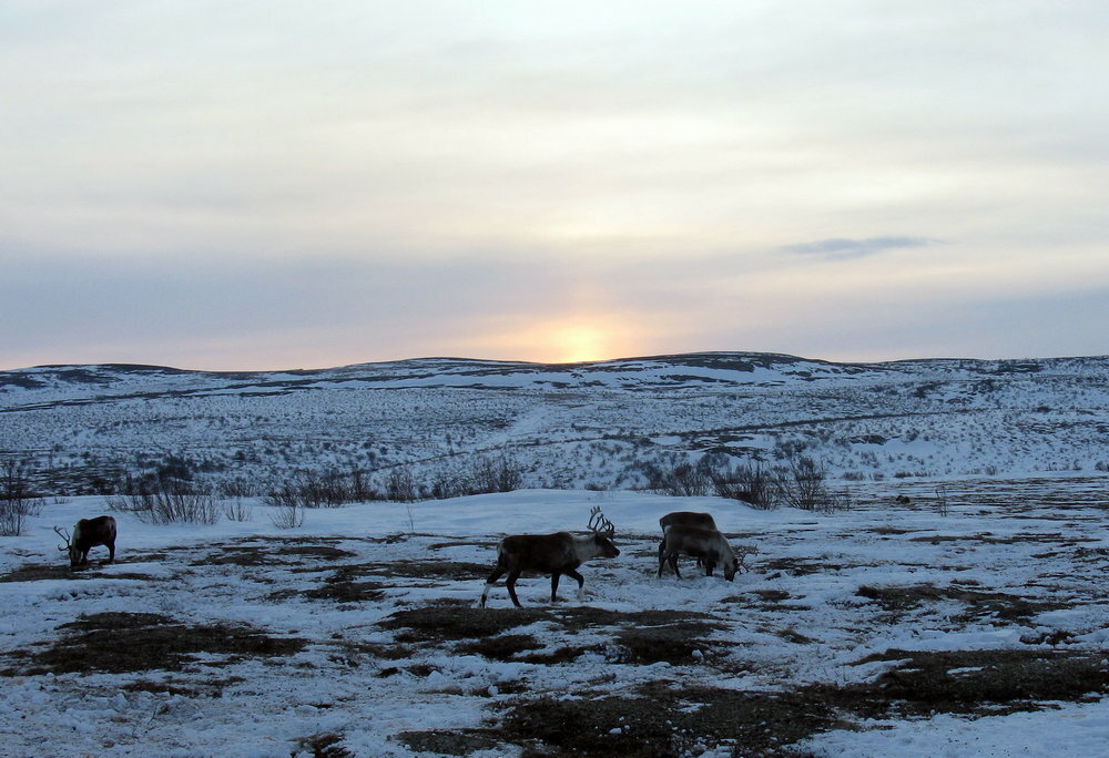 Северный олень – на живца