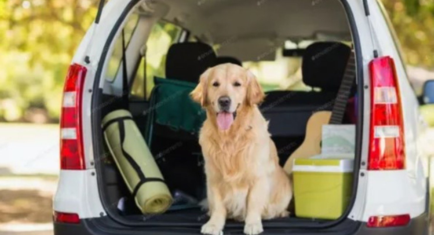Как правильно перевозить собаку в авто? ПДД
