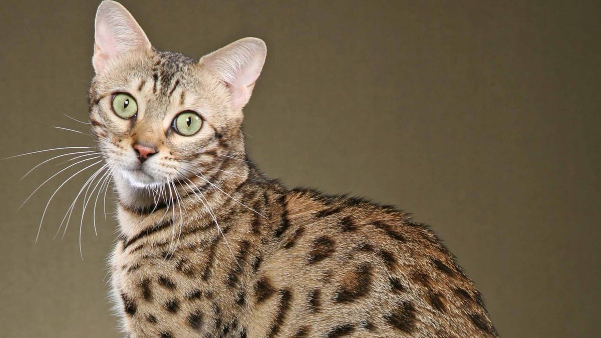 Ученые определили 5 самых опасных кошек в мире