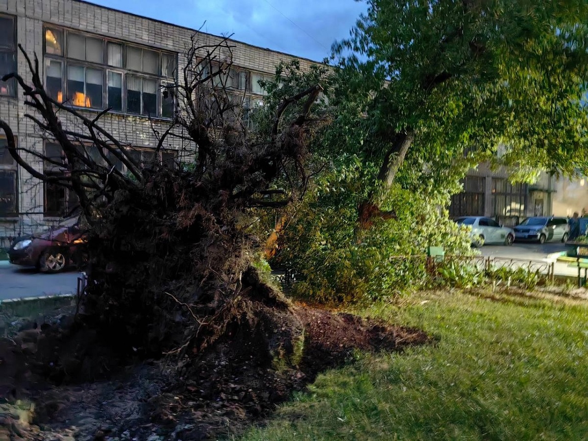 Мощный ураган повалил в Брянске 21 дерево и разбил пять автомобилей