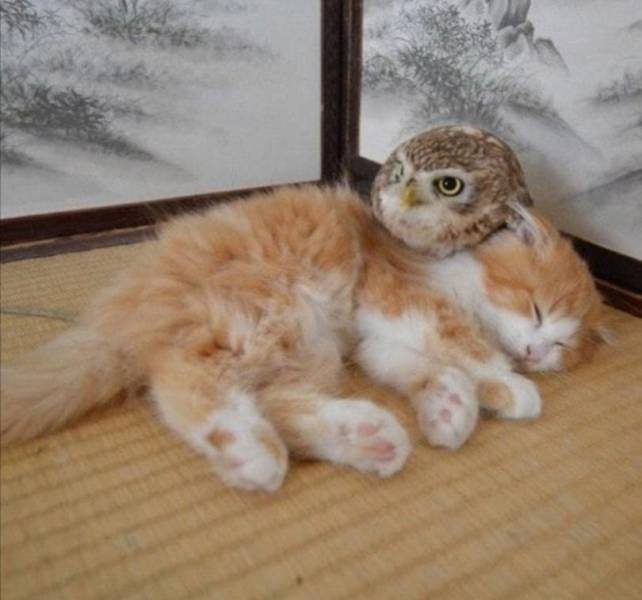 Немного прикольных моментов Немного прикольных моментов позитив,смешные картинки,юмор