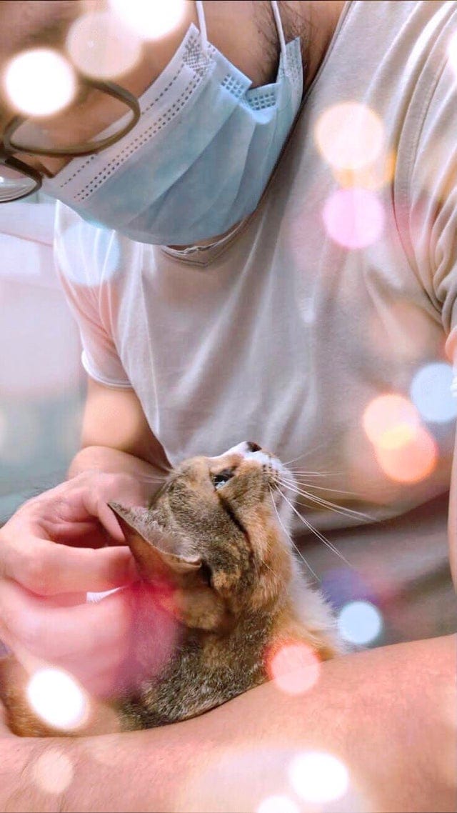 Без кота и жизнь не та