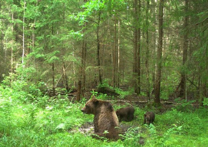 Снимки лесных жителей, сделанные на фотоловушки