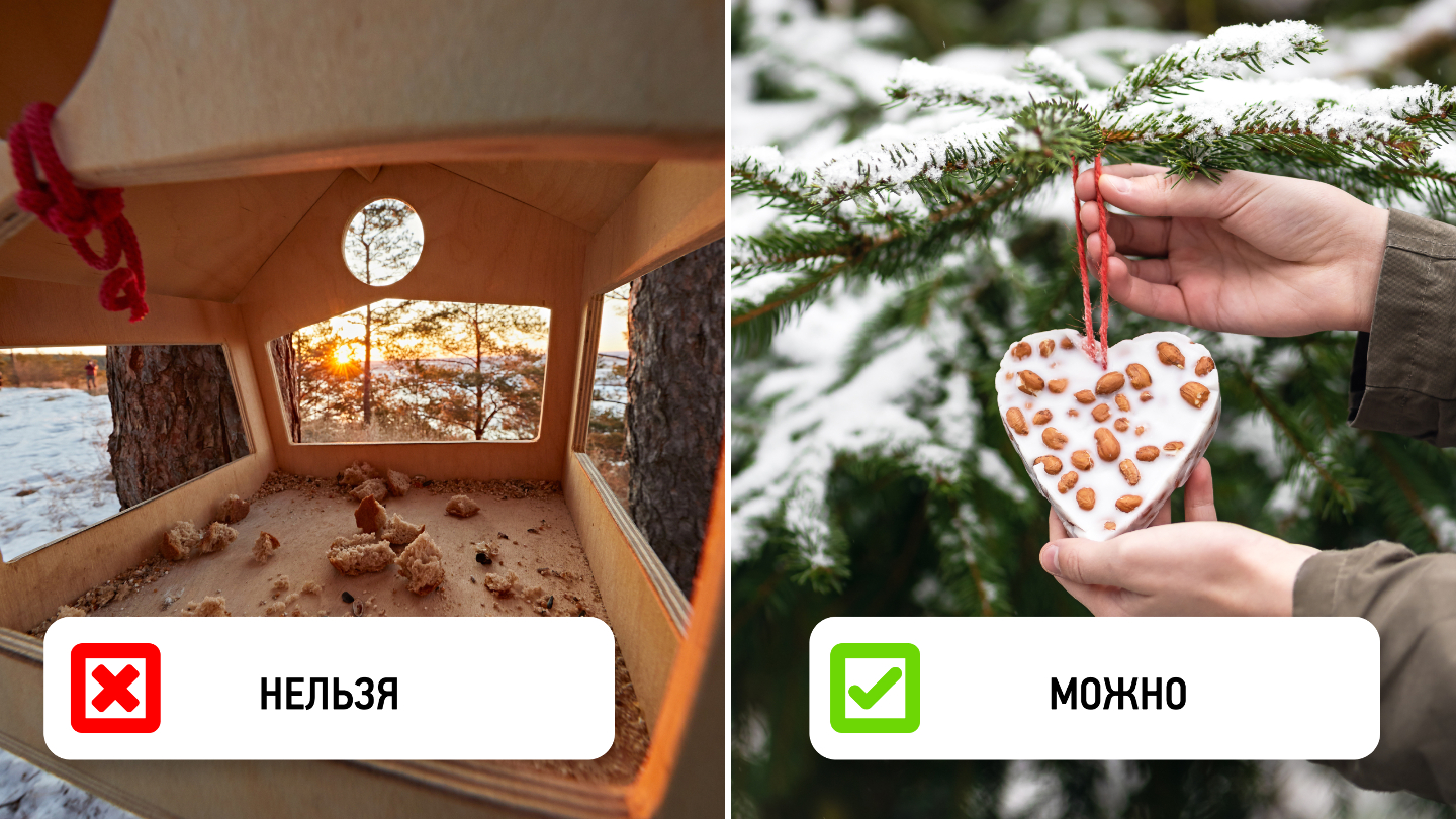 Почему птицы могут избегать кормушки: 7 неочевидных причин Почему птицы могут избегать кормушки: 7 неочевидных причин могут, кормушку, птицы, мелких, должна, нужно, кормушки, особи, время, чтобы, заметить, птицам, мешая, сетчатые, бортики, можно, делать, разные, более, новому