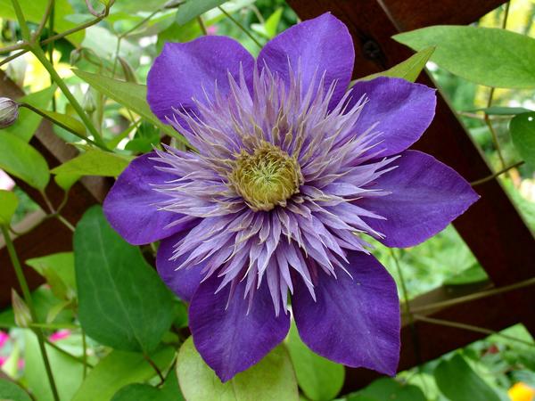 Клематис 'Multi Blue'