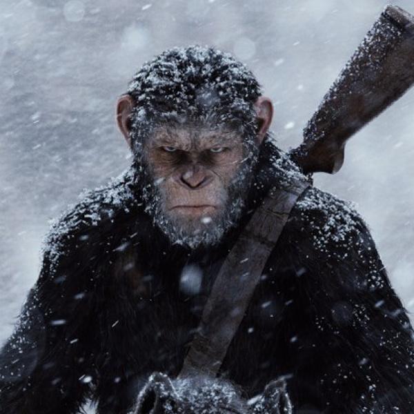 Впервые познал живые объятия и первый раз постоял за себя: новости про обезьянку Панча, за которой следит весь мир Панча, зоопарка, малыша, игрушку, чтобы, только, обезьянки, теперь, Панчу, стали, обезьян, которые, точно, долларов, макака, своих, более, своей, матерей, обезьяна