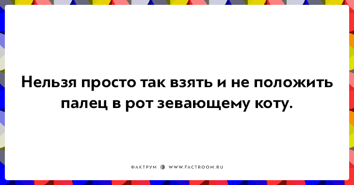 20 открыток о нелегкой жизни котов и их владельцев 20 открыток о нелегкой жизни котов и их владельцев