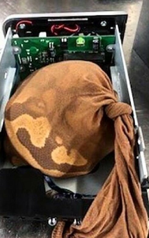 Самые странные вещи, конфискованные у авиапассажиров Самые странные вещи, конфискованные у авиапассажиров Перчатки