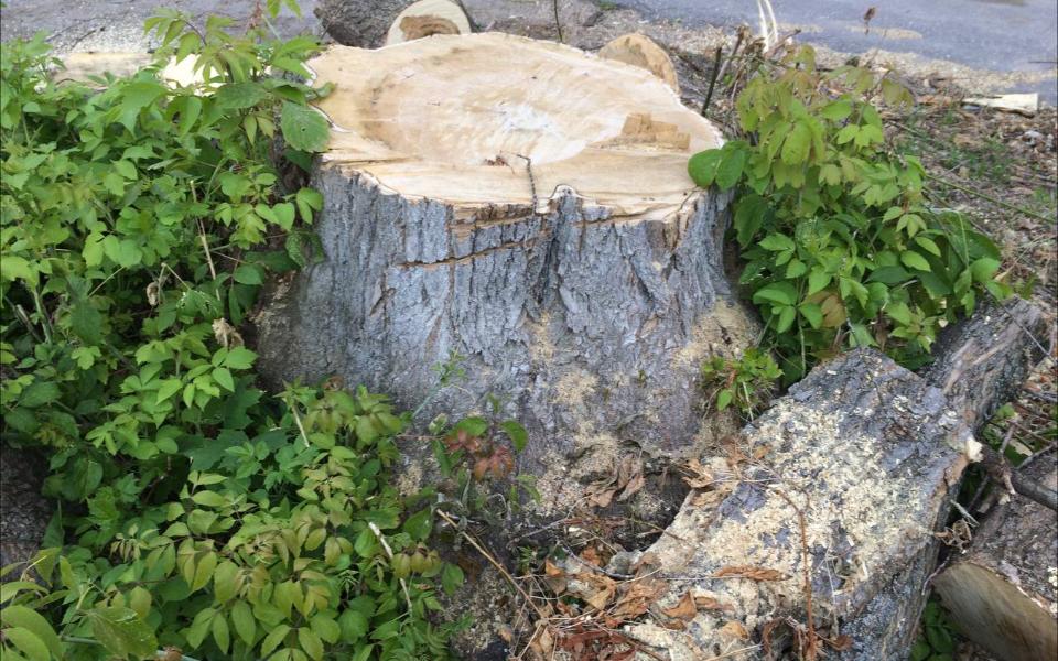 В Рязани за 10 дней спилили и обрезали тысячу деревьев