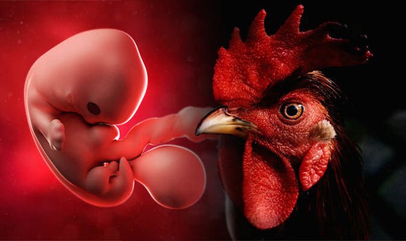В США создали эксперимент в котором совместили клетки человека и курицы