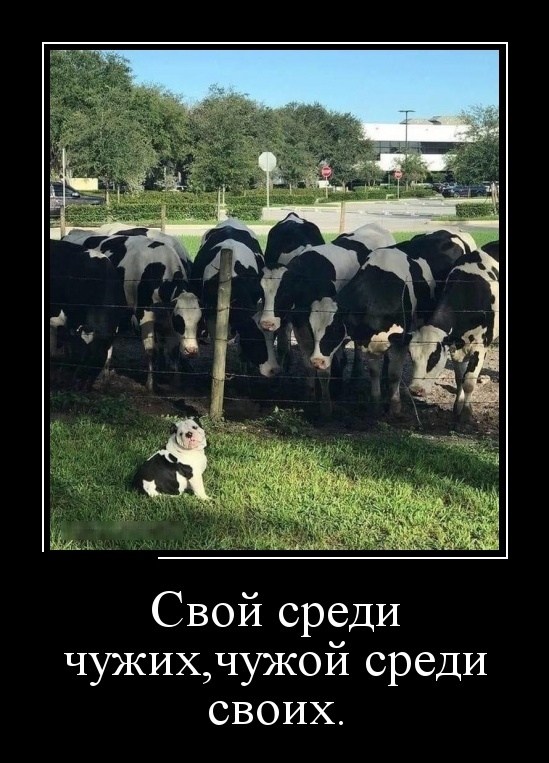 Демотиваторы выходного дня 17 марта 2019 Демотиваторы выходного дня 17 марта 2019