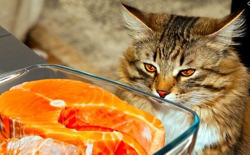 Наглый кот спокойно сидел на столе и доедал семгу Наглый кот спокойно сидел на столе и доедал семгу не всё так грустно