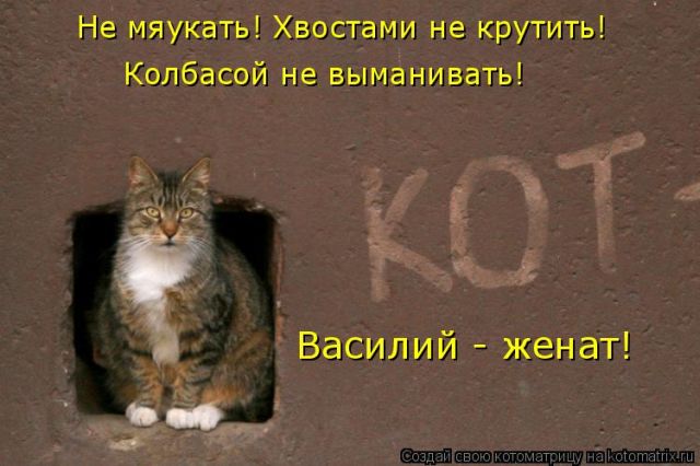 Лучшие котоматрицы недели