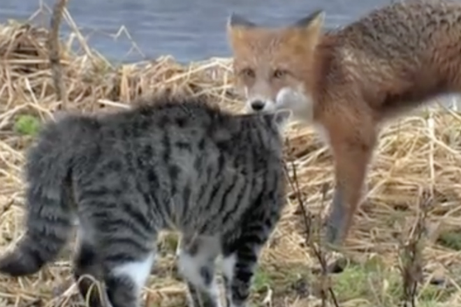 Домашний кот против дикой лисы: эпическая схватка культура