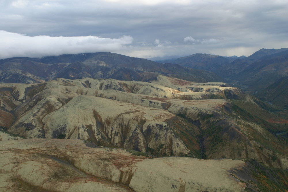 Северный олень – на живца