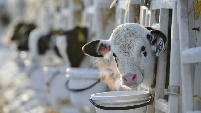 Сложно ли доить корову или козу — важные правила, гигиена и основные этапы доения нужно, доения, животное, чтобы, будет, молоко, сосок, доении, вымени, дойки, время, молока, соски, затем, доить, доений, выдоить, способ, молокоотдачи, пальцы