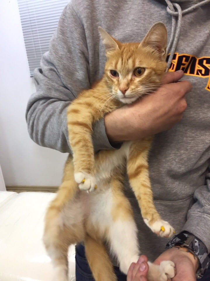 рыжая кошка