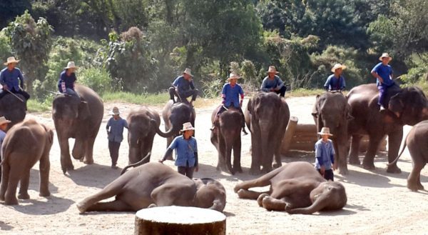 В Чианг Мае стартует школа Mahout