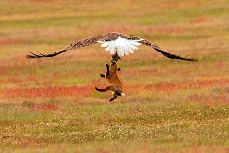 wildlife-photography-eagle-fox-fighting-over-rabbit-kevin-ebi-7-5b0661f0f123c__880.jpg