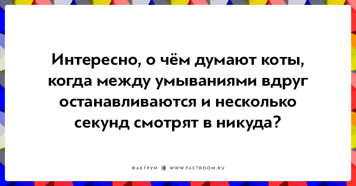 20 открыток о нелегкой жизни котов и их владельцев 20 открыток о нелегкой жизни котов и их владельцев