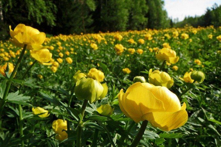 Купальница: виды, посадка и правильный уход Купальница: виды, посадка и правильный уход