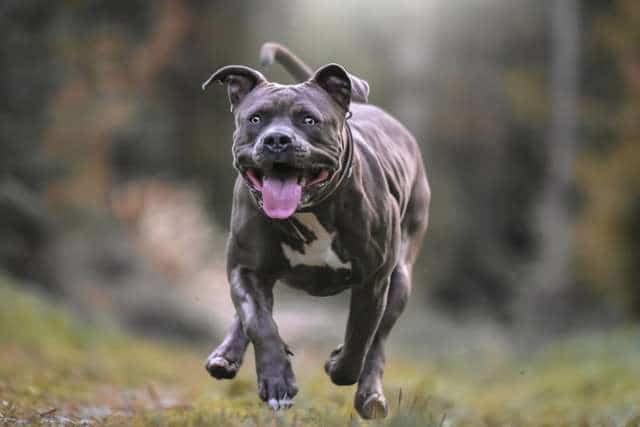 собака бежит