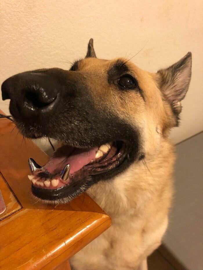 Собаки-зубаки, которые поднимут настроение 