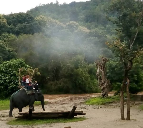 В Чианг Мае стартует школа Mahout